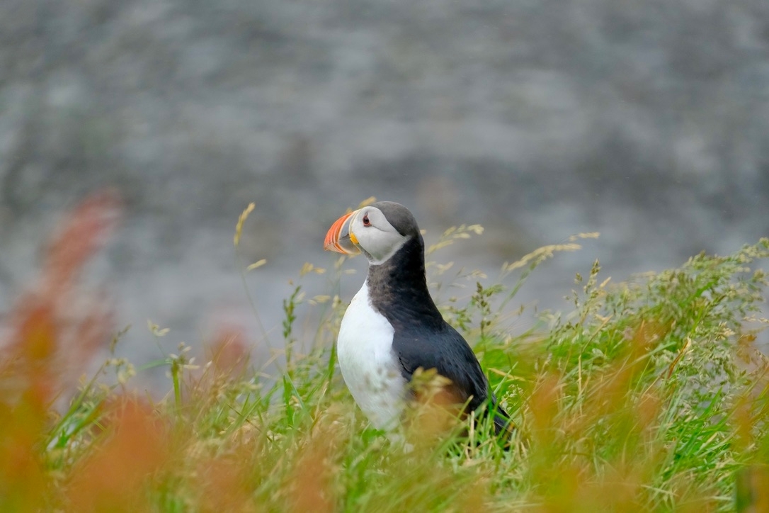 Puffin - John Wilson